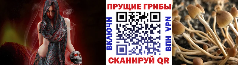 Галлюциногенные грибы Cubensis  Кушва 